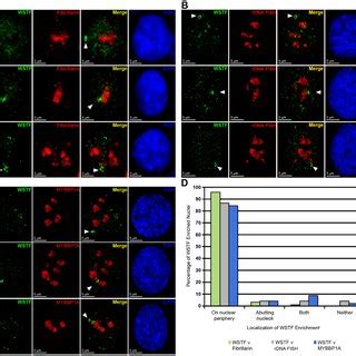 A Htert Rpe Cells Showing The Distribution Of Wstf Red By Indirect