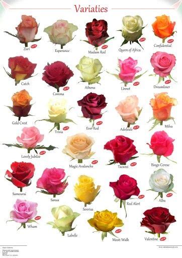 Variety Of Roses Rose Varieties Types Of Roses Beautiful Flowers