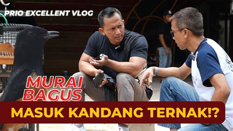 OM PRIO BREEDING LAGI PRIO EXCELLENT VLOG YouTube