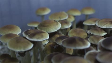 Ohio State Growing Psychedelic Mushrooms For Research Tv