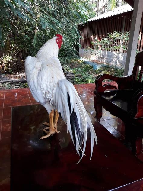 Pin On Rooster And Equipment For Game In Thailand