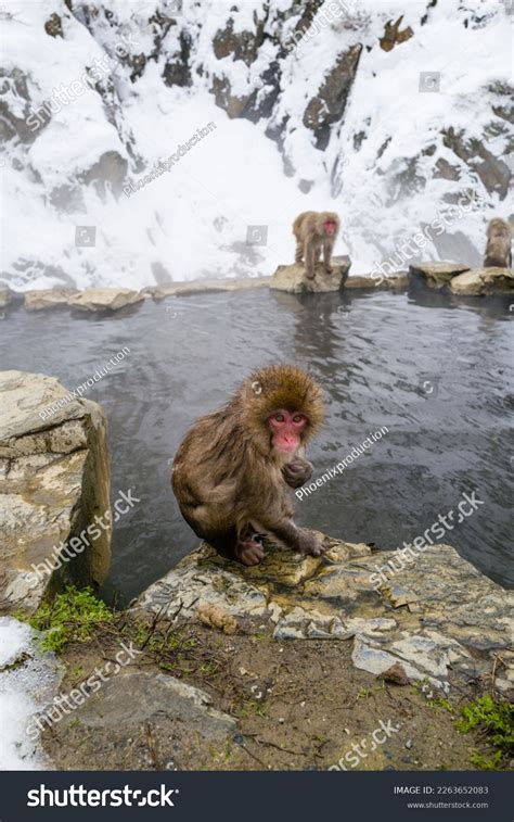 Baby Snow Monkeys Sitting Hot Springs Stock Photo 2263652083 Shutterstock