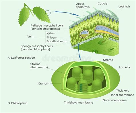 Botanical Chloroplast Stock Illustrations Botanical Chloroplast