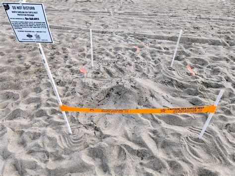 We Ve Hit Double Digits For Sea Turtle Nests Caswell Beach Turtle Watch