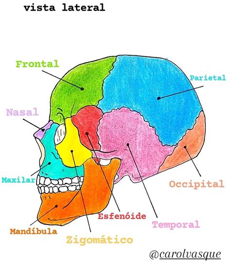 Vista Lateral Do Cranio Librain
