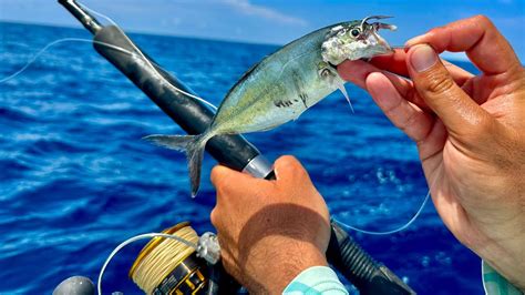 PESCA Con CARNADA VIVA En ALTAMAR Pesca Con COCINERO VIVO YouTube