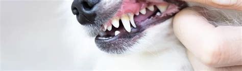 What Is A Dog Abscess Tooth In Boxborough Ma And How Can I Help My Pet