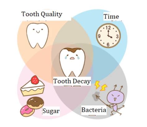 The Causes and Prevention of Tooth Decay – SEMI- Sapporo English Medical Interpreters