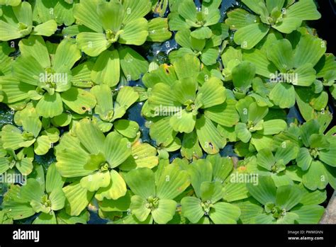 The Scientific Name Pistia Stratiotes L Common Name Water Lettuce In