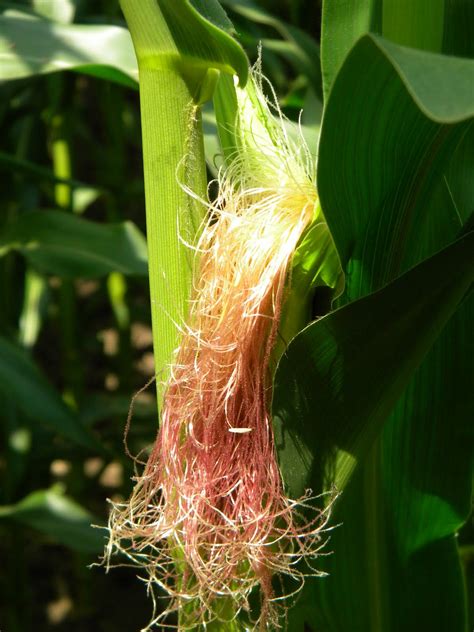 Better Crops by Barker: Corn Pollination Trivia