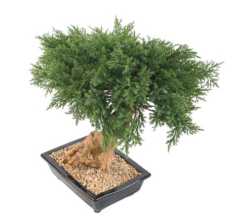 Bonsa Juniperus Artificiel Vert De Cm En Coupe Bonsais