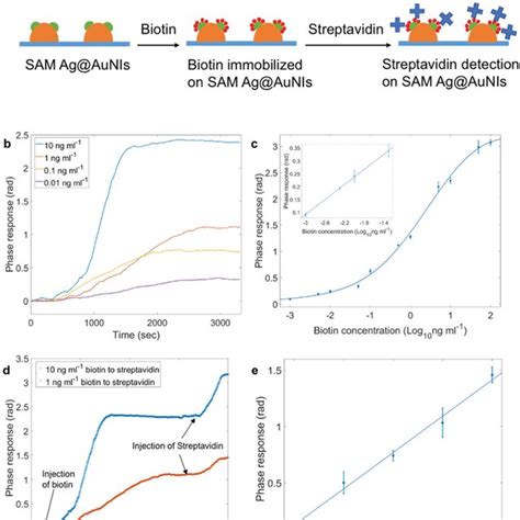 A Schematic Of Biotin Immobilized On The Sam Ag Aunis Followed By Download Scientific Diagram