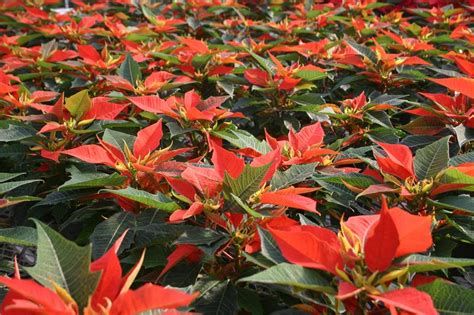 Poinsettia Orange Spice Euphorbia Pulcherrima Orange Spice From