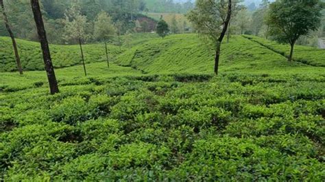 Ceylon Tea Plantations Sri Lanka Train Stock Footage Video (100% Royalty-free) 1099718713 ...