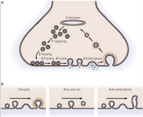 Neurotransmitter Systems Flashcards Quizlet