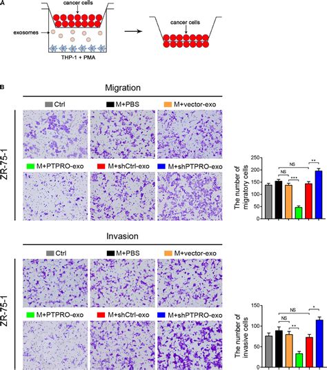 Frontiers Tumor Derived Exosomal Protein Tyrosine Phosphatase