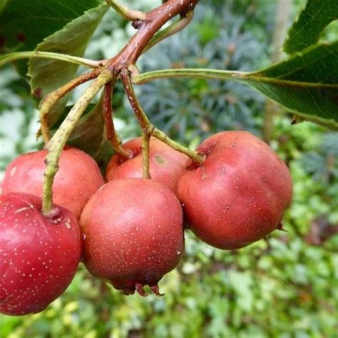 Chinese Hawthorn Big Ball This cultivar of Crataegus pinnatifida is ...