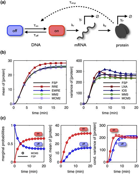 Simulation Of The Three Stage Model Of Gene Expression A Schematic