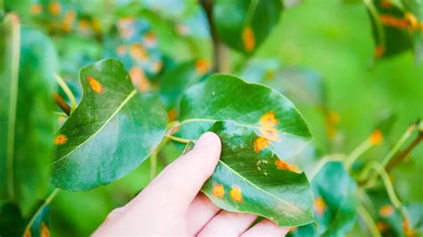 Por Que Minhas Plantas Sofrem 8 Causas De Folhas Secas E Queimadas