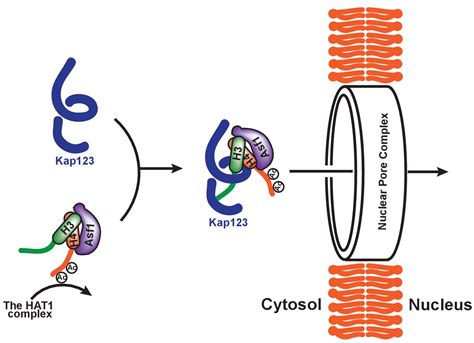 Structure Based Nuclear Import Mechanism Of Histones H And H Mediated