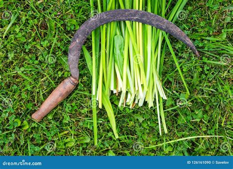 Sickle With A Cut Plant Lies On The Grass From Above Stock Photo