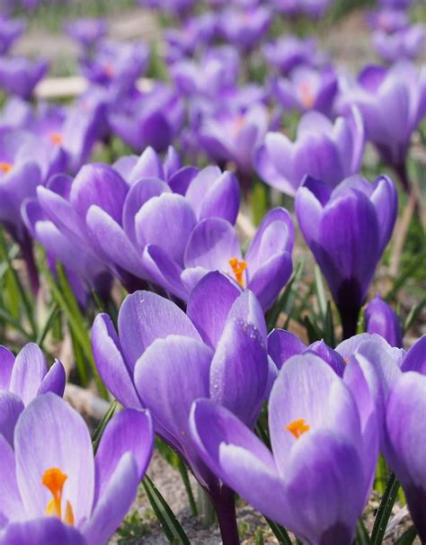 Crocus Vernus Grand Ma Tre Fr Hlings Krokus Kaufen De Warande