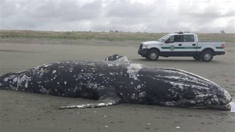 State To Let Grey Whale Carcass Rot On Beach