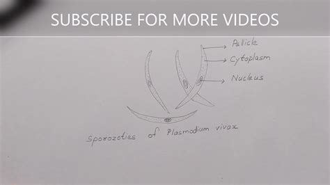 How To Draw And Label Sporozoites Of Plasmodium Vivax Class 12 Biology Malarial Parasite