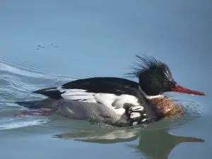 16 Birds With Crests Of North America Meet The Species