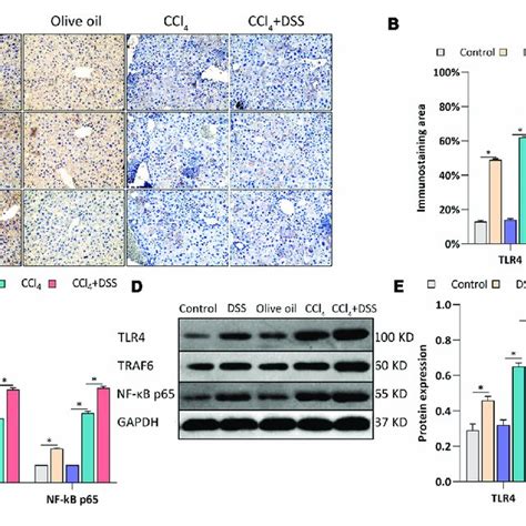 Dss Promoted The Activation Of Tlr4 Signaling In Ccl 4 Induced Liver