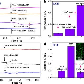 A Amperometric Responses Of Cu Hemin MOFs 3D RGO GCE To Successive