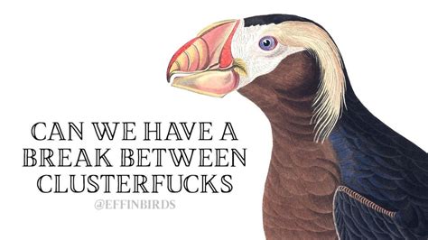 Todays Effin Bird Effinbirds