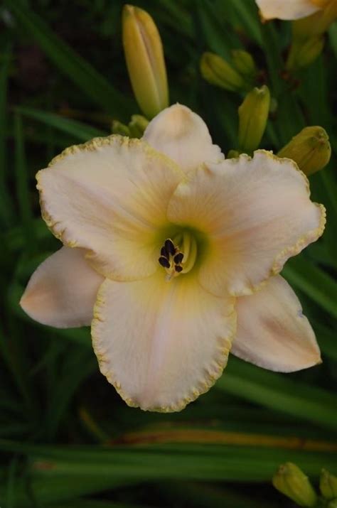 Photo Of The Bloom Of Daylily Hemerocallis Wedding Band Posted By