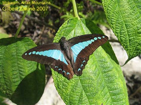 Papua Insects Foundation Lepidoptera Papilionidae Graphium Isander