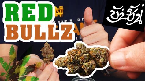 Red Bullz Strain Review Thai Grown Exotics By Craftzman Youtube