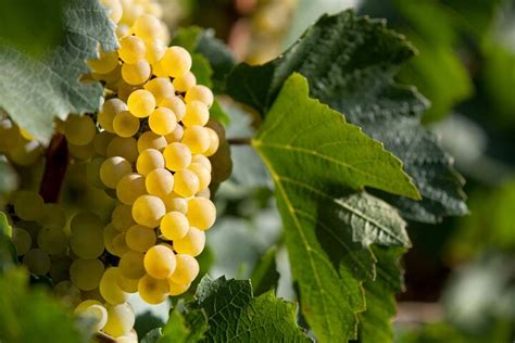 Besuch Eines Weinguts Auf Mallorca Mit Verkostung Von Wein Und Lokalen