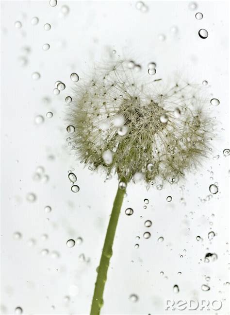 Bild Pusteblume vor dem Hintergrund der Regentropfen nach Maß myredro de