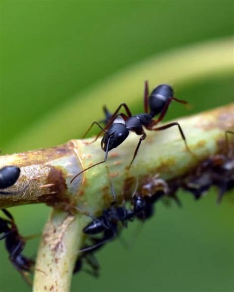 Homemade Ant Traps - Dengarden - Home and Garden