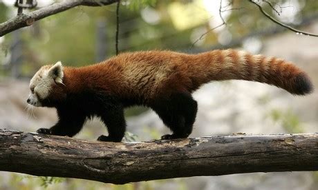 Red Panda Climbs New Fujifilm Giant Editorial Stock Photo Stock Image