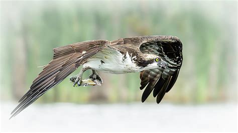 Osprey With Lunch Photograph By Roger Swieringa Fine Art America