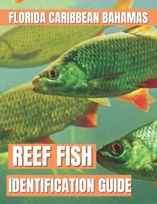 Reef Fish Identification Guide Florida Caribbean Bahamas By Karish Ys