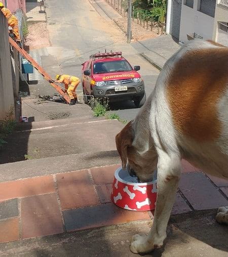 Bombeiros resgatam cães em local de difícil acesso em Lafaiete Fato Real