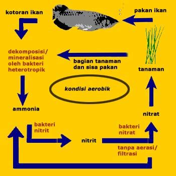 Siklus Nitrogen Ilmu