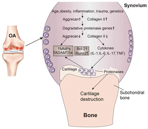 Cartilage Tissue Engineering From Proinflammatory And Anti