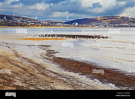 Swansea Bay, Swansea, Wales Stock Photo - Alamy