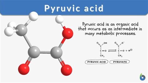 Pyruvic Acid Definition And Examples Biology Online Dictionary