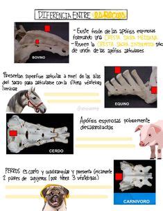 Anatomia Veterinaria