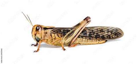 Migratory locust, Locusta migratoria, isolated on white Stock Photo | Adobe Stock