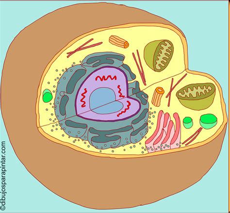 CuÃ¡les Son Las Partes De Una CÃ©lula Eucariota Dinami
