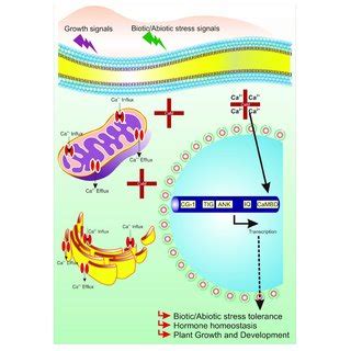 Decoding Of Calcium Signatures Calcium Signaling And Its Sensors